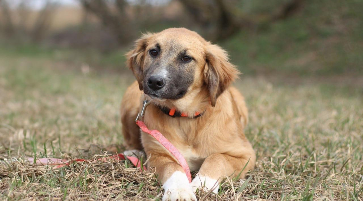 Chiens à adopter